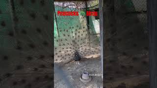 Peacock 🦚 Opening Feathers HD😱#birds #amazing #peacock #youtubeshorts #shortvideo #foryou #india