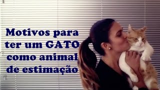 # 16 -  Motivos para ter um gato como animal de estimação