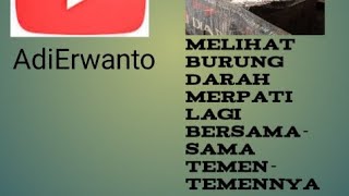 Melihat burung darah merpati lagi bersama-sama temen-temennya