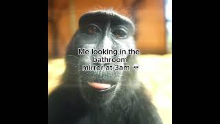 💀💀💀 #gtag #gorillatag #shorts #vr #memes