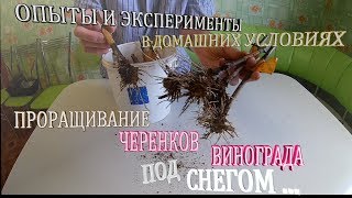 Виноград.Новинка.Опыты и эксперименты проращивание черенков винограда в домашних условиях