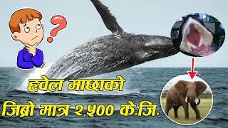 Amazing & interesting Fact In Nepali || अनौठा अनि रोचक तथ्यहरु।