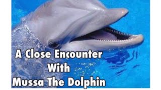 Our Close Encounter With Mussa The Dolphin