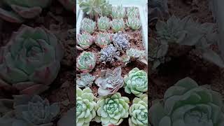 Satisfying Succulent Diy #63