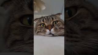 Уличные #котики #кошкивидео #улица