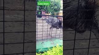 The ostrich #viral #sorts #tranding #wildlife