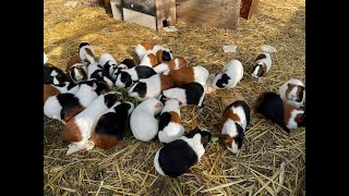 Guinea pig herd feeding