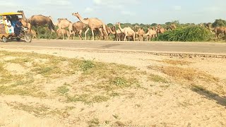 learn about camels|walking in the road |