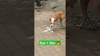 main Jinda Hun lekin kahan jindagi hai #sorts #doglover