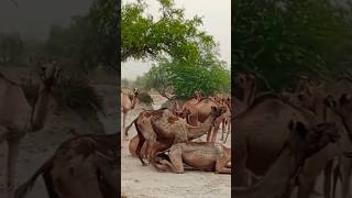 female camel by female camel meeting with Patner amazing sound