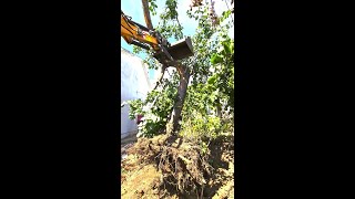 Como derrubar uma árvore com maquina mini escavadora facilmente em segurança #work #miniexcavator