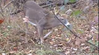 West Virginia Archery Deer Hunt