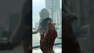 DARING MONKEY'S JUMP ON OUR CAR! #viral#lifejourney#trending#animallovers#funny@shaggyshaggy9631