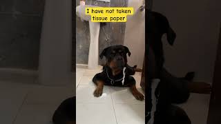 Funny Rottweiler #shorts #funny #rottweiler #funnyvideo #aggressivedog #guarddog #dog #cutedog #yt