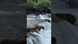 magnificent brown bears catching fishes. Katmai national park. #wildlife #shorts #trending