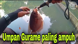 Umpan Gurame paling jitu | Umpan gurame langsung disambar