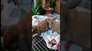 Cute Bunnies | Bunnies| #shorts | Rabbits | #shortvideo | #Bunnies |  #shortsvideo | #rabbits