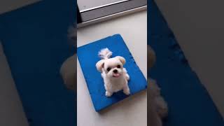 앙꼬의 유치원 생활#앙꼬#앙코#댕댕이#강아지유치원#오늘의강아지 #maltese #강아지브이로그 #cutedog #강아지 #dogstar #휴가#장마#여름