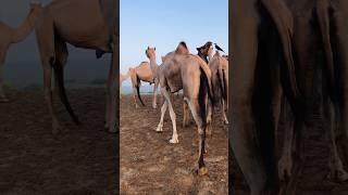 Female camel walk #viralvideo #shorts