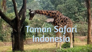 Safari Journey Taman Safari Indonesia Bogor Terbaru Oktober 2023 #tamansafariindonesiabogor