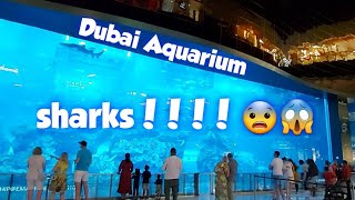 🦈🦈🦈 in Dubai Aquarium at Dubai Mall || April 14, 202 || Giee Goes....