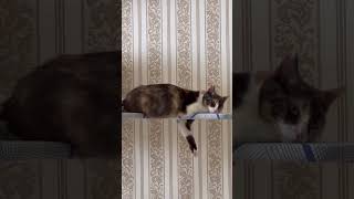 Этот мир абсолютно понятен # #юмор #шутка #cat #безкотаижизньнета