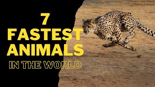 7 FASTEST ANIMALS IN THE WORLD