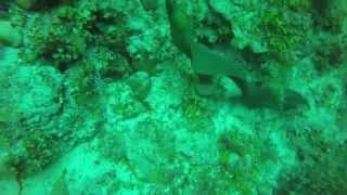 Belize (Pompion Caye) wall dive