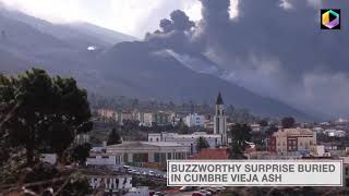 They're Alive!: Bees Buried Months Under Volcanic Ash