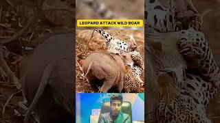 Rare Video Leopard Eating Wild boar Alive(part-2) |Unbelievable Wildlife Encounter