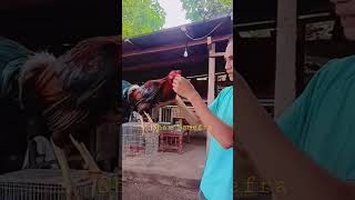 Ayam Import Di Kandang Chax'Gmf