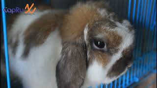 Kelinci Holland Lop