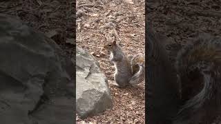 Squirrel at central Park NYC