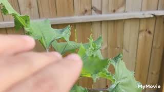 Sharing my wild sunflowers with my neighbors on this Earth Day