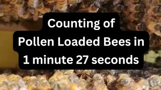 Counting Pollen Loaded Bees #honeybee #beekeeping #apiculture #apismellifera