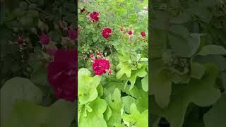 may garden tour