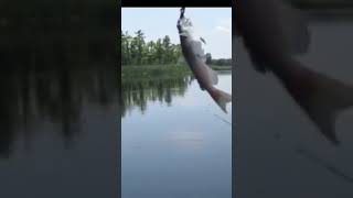 Catfishie