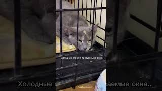 Жизнь 170 котиков находятся под угрозой! Скоро затяжная зима и наступят тяжелые времена!