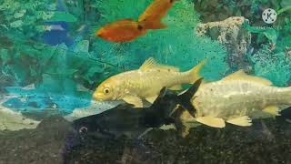 Nature water fish video...