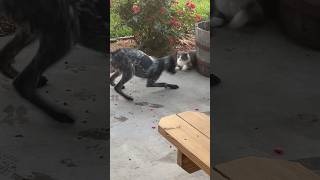 dog wants to play with cat