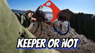 Dungeness Crab Keeper Or Not? - New Fish To Add To My List