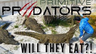 First Time Hand Feeding Trio Of Nile Crocodiles! | Godzilla Vs. Rat | Primitive Predators