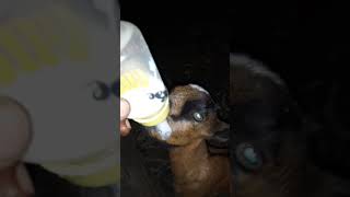 Bottle feeding baby goat