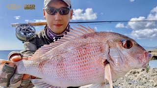 【Fly Fishing】How To Catch Snapper On Fly#HandmadeRod#AlbertFishOn#鱼吕行#海水飞钓真鲷鱼#新西兰钓鱼#飞蝇钓#手作钓竿#吕竿#路亚钓鱼