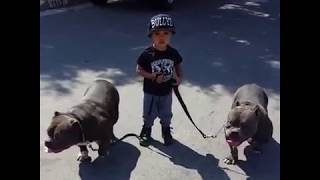 boy leads the pack with 2 big dogs