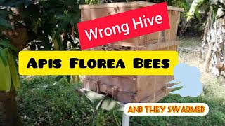 A big mistake - Captures Apis Florea bees and kept in wrong type of nest