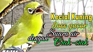 Kecial Kuning ciakjos gacor dengan suara air bikin kecial kuning lain ikut gacor seketika