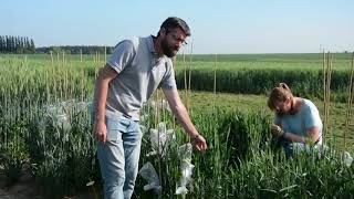 Croisement Triticale