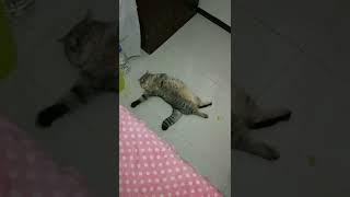 Ölmüşüm gömenim yok.🤣 #shorts #viral #tiktok #cute #cat #cats #tiktokviral #youtubeshorts #keşfet