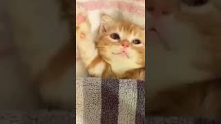 Cat Video #apnasaraikimonda #catlover #cat #funny